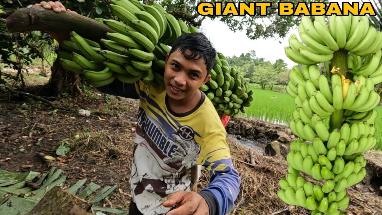 PINAKA MALAKING SAGING NA NAPITAS NATIN NAPAKA HABA AT LAKI