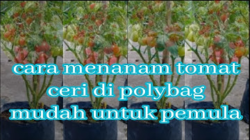 cara menanam tomat ceri di polybag | how to plant cherry tomatoes in polybags  #video