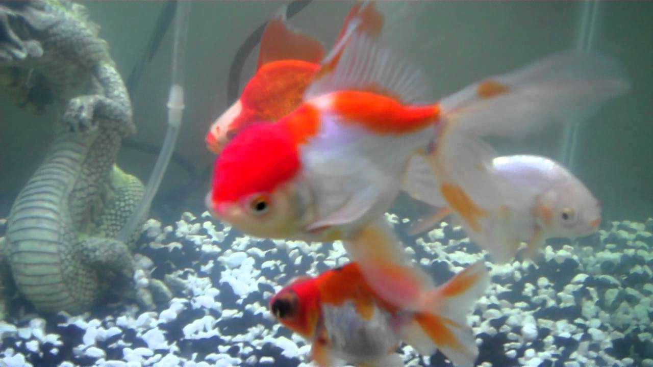Fish Mp4 My Gold Fish.MP4 - YouTube