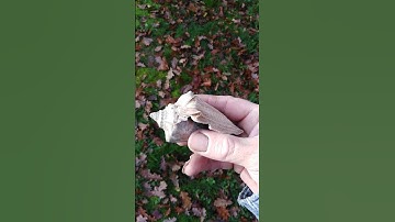Highcliffe Barton Fossil Sea Shells, Volutospina luctator pt2 #fossils #beach #shell