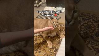 The Chillest Big Cat In The World