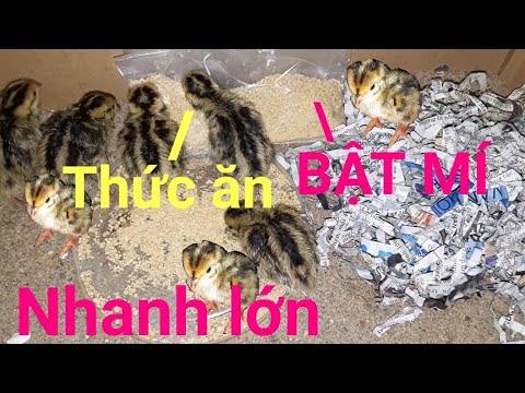 Video: Cút Cho Chó - Chó Có Thể ăn Chim Cút Không?