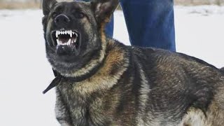 Temperment test for nasty Vasco - Real Dog Training 23