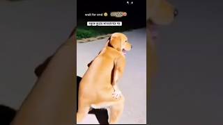 আমার বন্ধে কুত্তায় কামড়ানোর পর। #viral #funny #comedy #trending #memes #lifeisbutadream