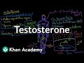 Testosterone | Reproductive system physiology | NCLEX-RN | Khan Academy