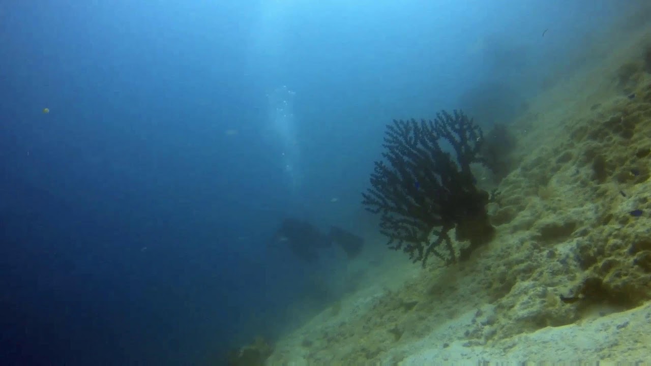 Pamilacan draft diving