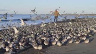 Details Western sandpiper migration News