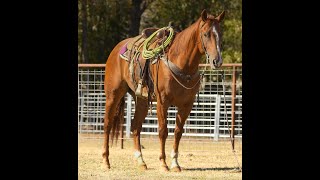 Triangle Horse Sale Hip #427