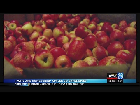 Video: Honeycrisp Apple Informacije: Saznajte više o uzgoju Honeycrisp jabuka