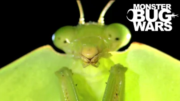 Brazilian Wandering Spider vs  Hooded Mantis | MONSTER BUG WARS