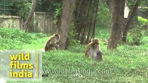 Macaques feeding on Indian city garbage