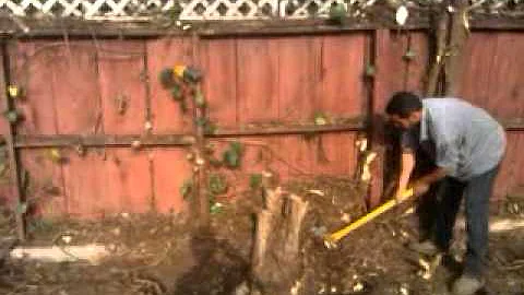 Deborah, Ivy removed to expose the fence and the b...
