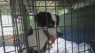 Why Ohio animal rights activist is working with puppy mills to save dogs: 3News Investigates