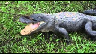 Alligator egg harvest