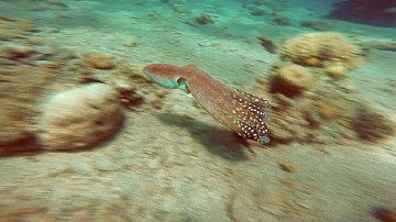 SDI Advanced Adventure Diver course