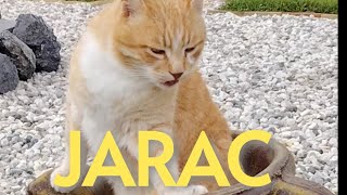 Jarac - 10.08.-20.08.