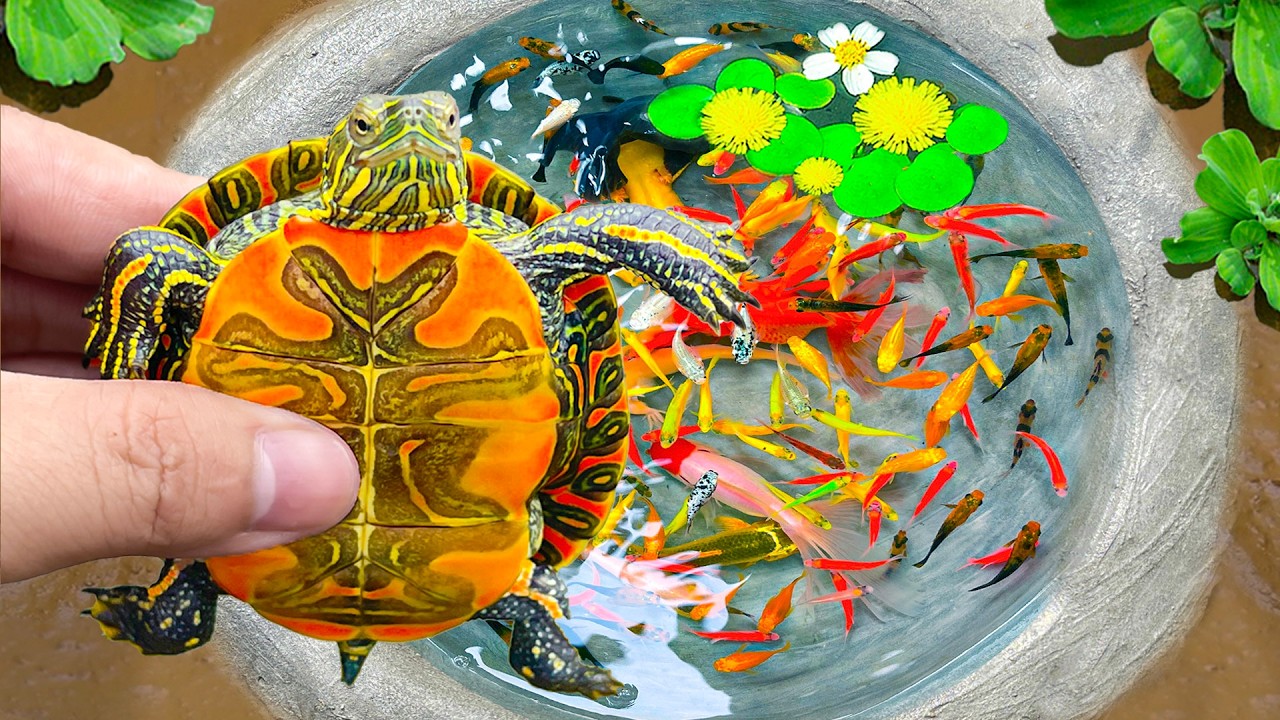 Catch Beautiful Ornamental Fish in Mini Lake, Turtles, Shrimp, Goldfish, Betta Fish and Lot of Fish