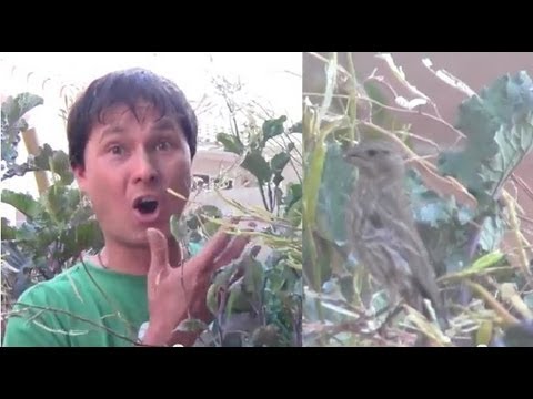 Simple Way To Protect Vegetables In Your Garden From Birds Youtube