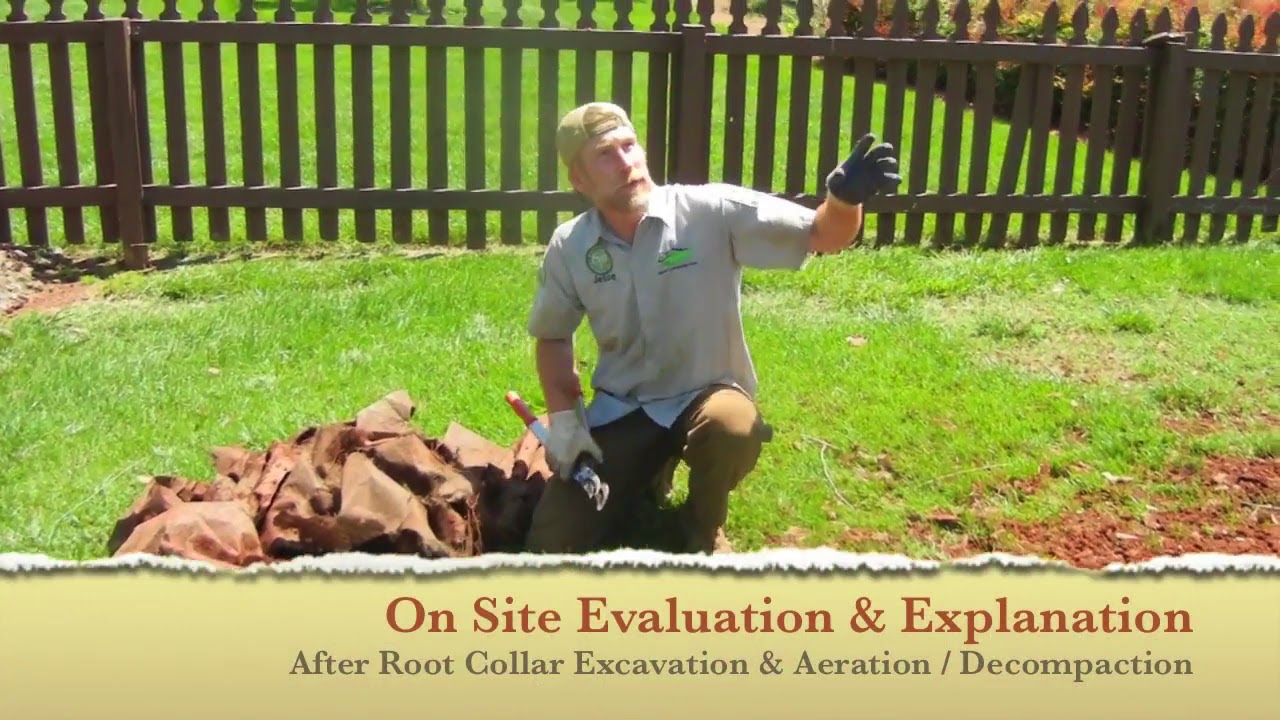 Evaluation after Root Collar Excavation & Aeration / YouTube