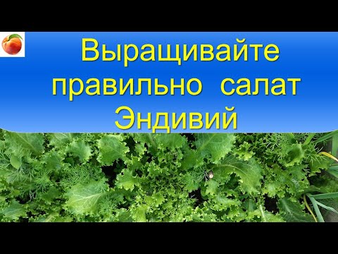 Видео: Советы по выращиванию салата эндивий