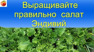 Салат! Выращивание супер Полезного и вкусного салата Эндивий, секреты и советы