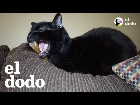 Video: Hablando Gato 101