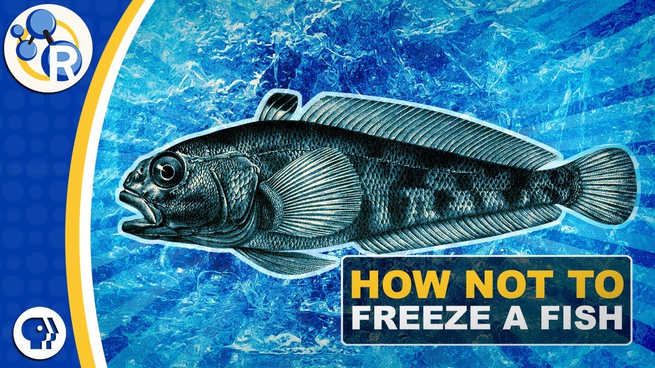 Why Don’T Antarctic Fish Freeze To Death?