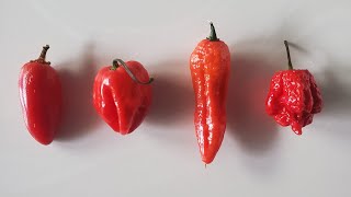 Battle of the Reds x4... Jalapeño vs Habanero vs Ghost Pepper vs Carolina Reaper