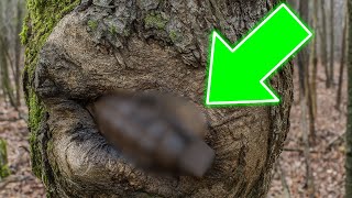 Girl Discovered Strange Object Inside Tree But What It Actually Was Shocked Everyone