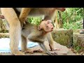 OMG.,It looked so harder and heavy, why big monkey keep teaching on smallest one? okay Dawn?