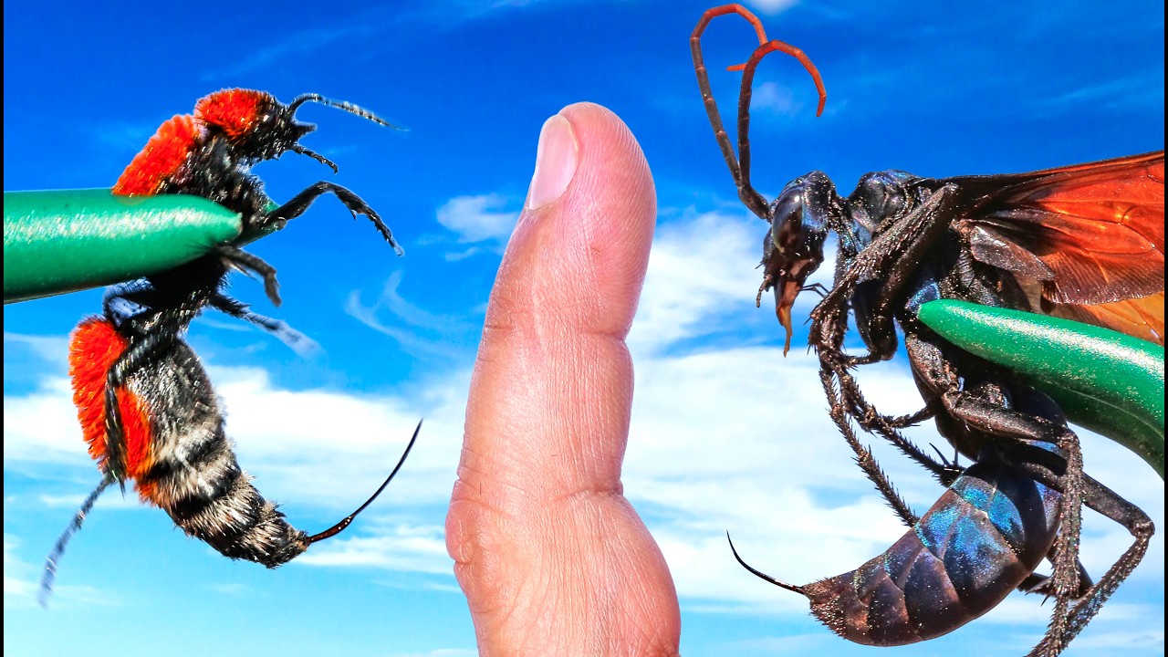 DOUBLE TROUBLE: Cow Killer vs. Tarantula Hawk – Video DOUBLE TROUBLE: Cow Killer vs. Tarantula Hawk – Video