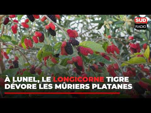 "Trois quarts des arbres morts !" Le longicorne tigre menace les arbres dans l'Hérault