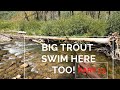 Nobody knows about the BIG trout in this little creek. p13