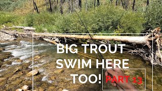 Nobody knows about the BIG trout in this little creek. p13