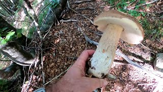 Trekking & Funghi Parco 100 Laghi - 11 lug 2020