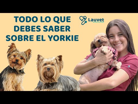 TODO LO QUE DEBES SABER SOBRE EL YORKSHIRE TERRIER - Lauvet hqdefault