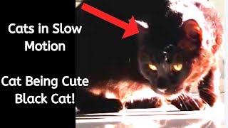 Cats In Slow Motion - Cat Being Cute Black Cats - Playful Kitty - [This Will Make Your Day] by Muziq The Cat 191 views 4 years ago 50 seconds