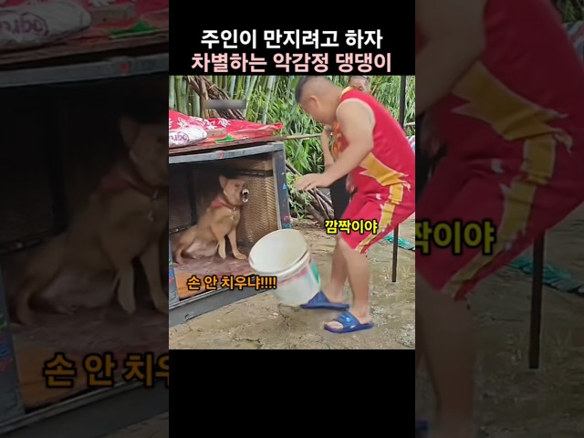 주인이 만지려고 하자 차별하는 악감정 댕댕이