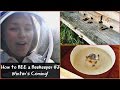 What do bees do in the winter? | Beekeeping with Maddie #3