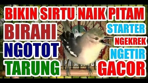 Starter : Terapi Agar Sirtu Cipoh Naik Birahi, Ngetir Gacor Ngotot Tarung Mental Baja