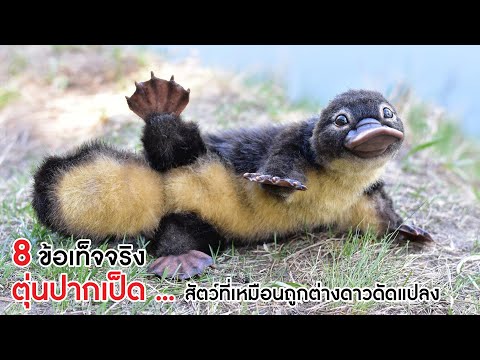 วีดีโอ: ตุ่นปากเป็ดวางไข่? ตุ่นปากเป็ดทำซ้ำได้อย่างไร? ข้อเท็จจริง Platypus ที่น่าสนใจ