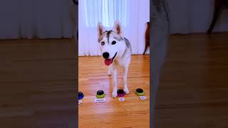 Unbelievable: The World's Smartest Dog  #shorts #smartdogs #huskylovers #youtubeshorts