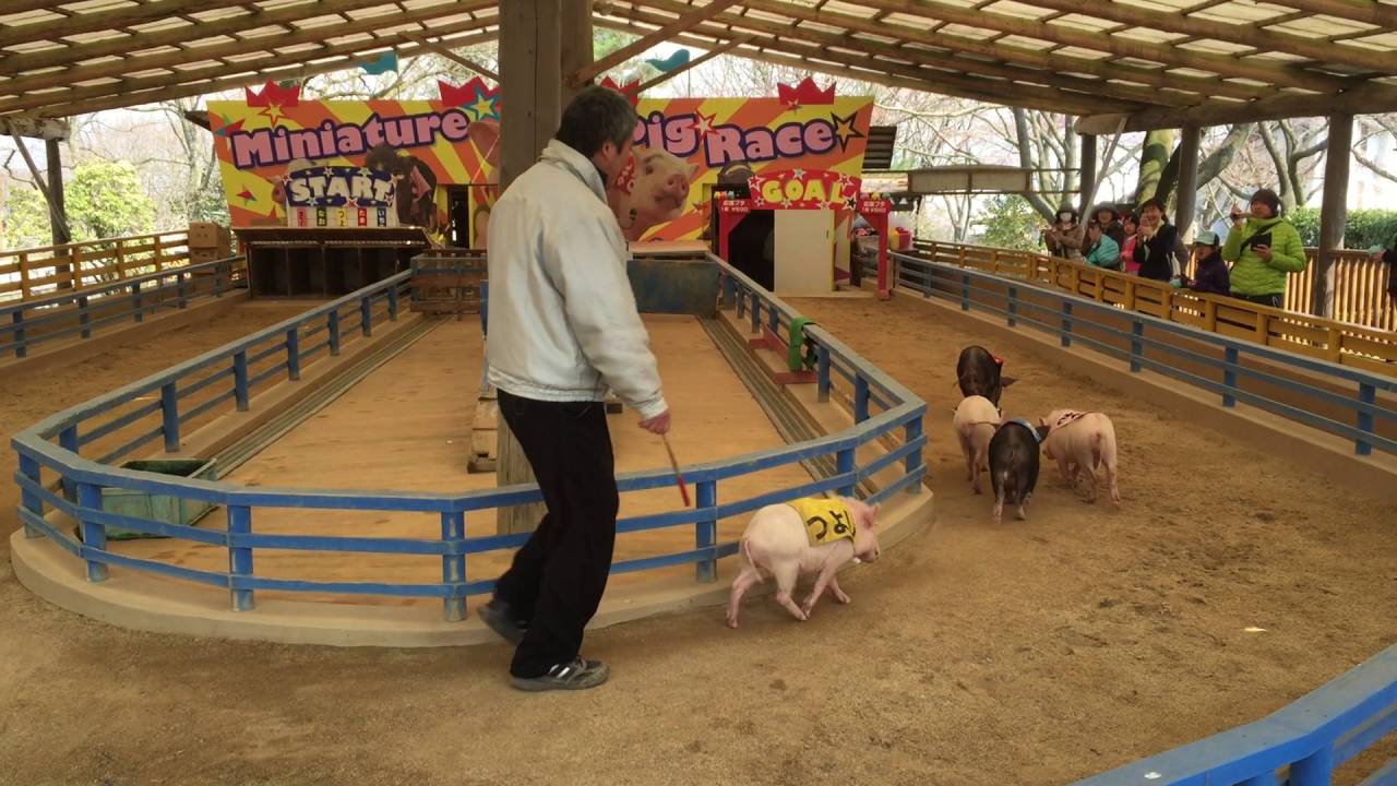 阿蘇カドリードミニオン 子ブタのレース Youtube
