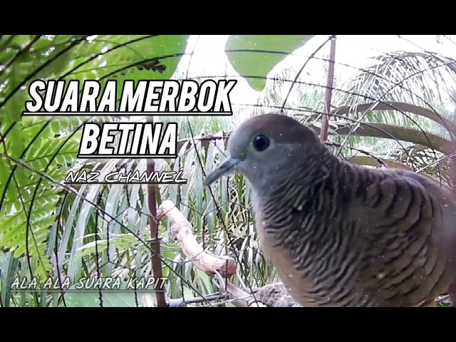 ▶️Suara Merbok BETINA ala ala Suara Kapit class=