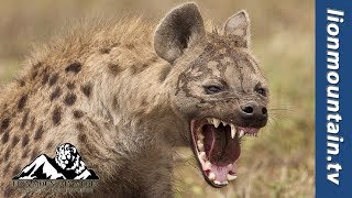 hyena d&d 5e hyena d&d 5e
