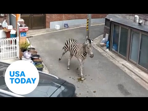 Caught on camera: Escaped zebra cornered, returned to South Korea zoo | USA TODAY