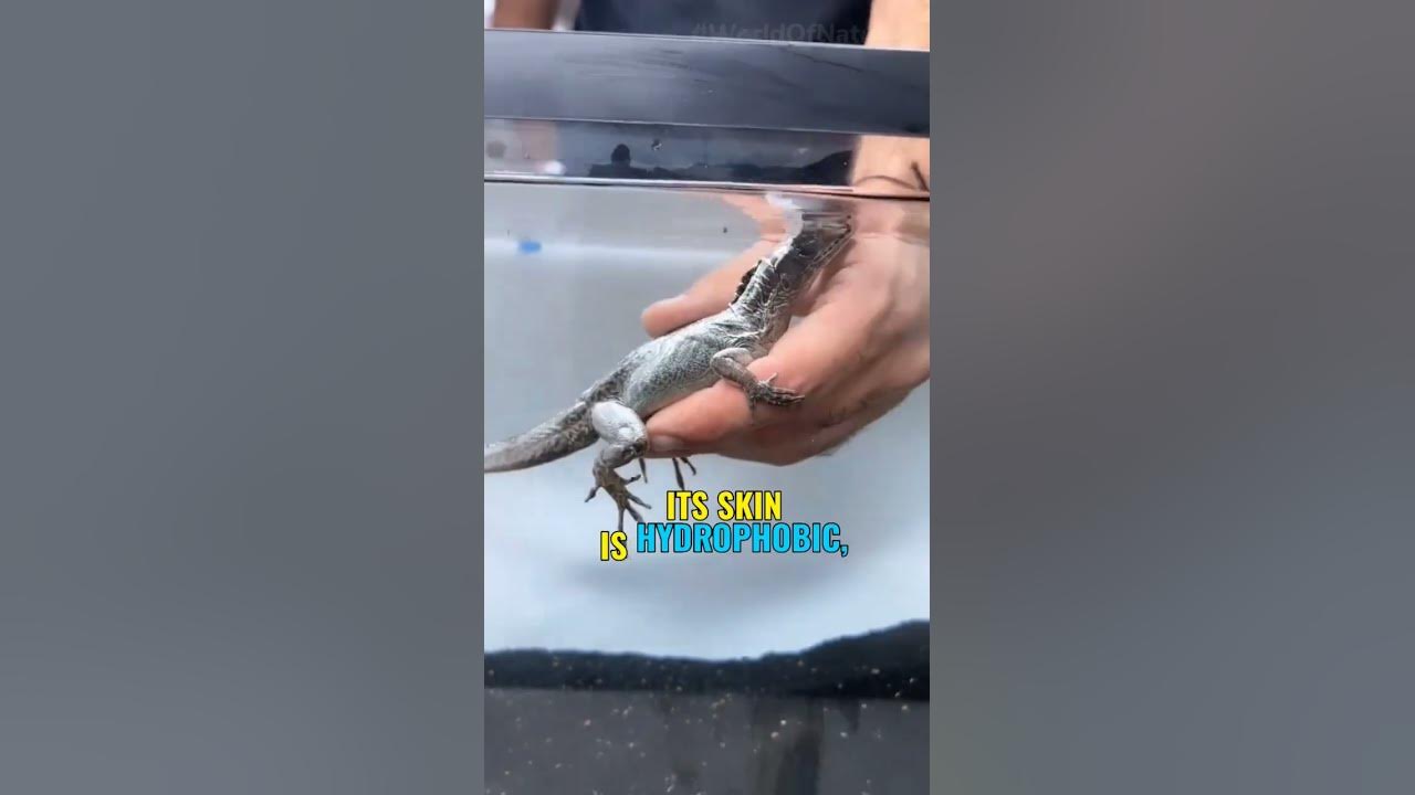 This lizard can breathe under water water Anoli 🦎💦 YouTube
