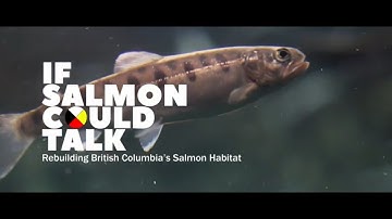 If Salmon Could Talk: Rebuilding BC