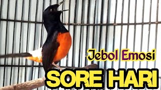 PANCINGAN MURAI BATU GACOR FULL ISIAN PANJANG, SEKALI DENGAR MURAI APAPUN NYAUT TANPA HENTI NGOTOT