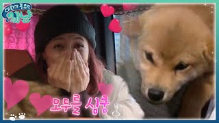 Dear My Human 타이거JK를 만나러 온 ′시바견′의 주인은 누규? 171129 EP.11